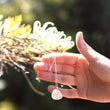 Load image into Gallery viewer, Grevillea Necklace