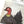 Load image into Gallery viewer, Bush Turkey tote bag
