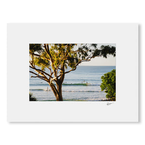 Tree Surfers Photographic Print
